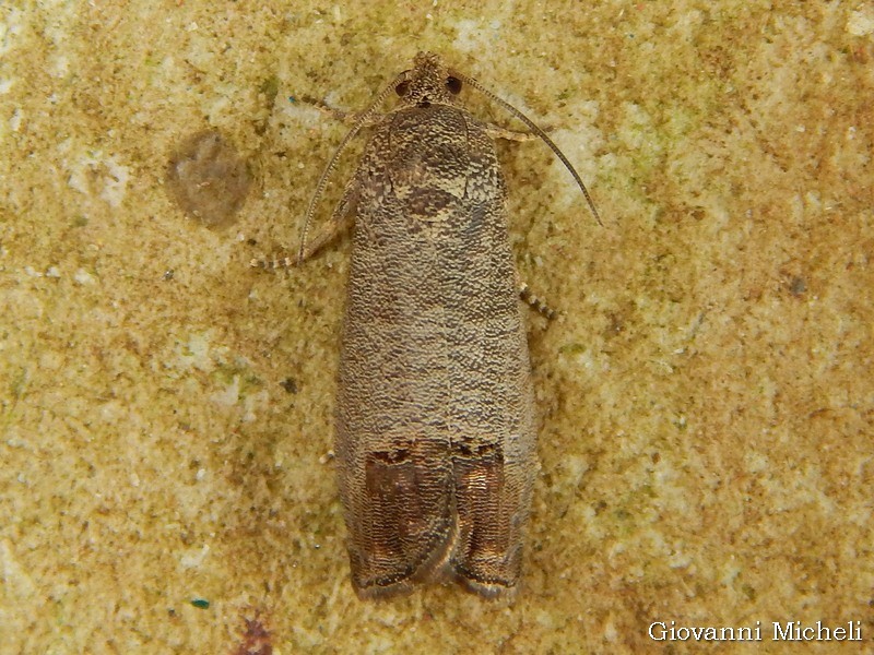 Tortricidae da identificare